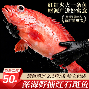 红石斑鱼鲜活冷冻红鱼深海龙胆富贵鱼海鱼大眼鱼新鲜海鲜水产
