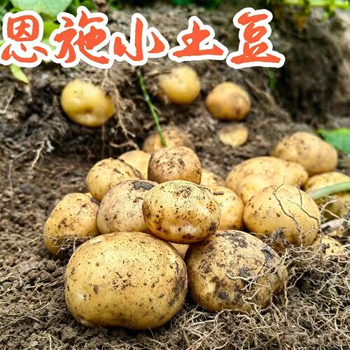 黄心小土豆恩施高山洋芋
