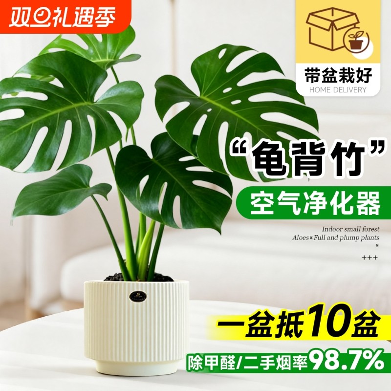 龟背竹盆栽室内绿植桌面北欧风耐阴好养新家装饰好养活花卉办公室