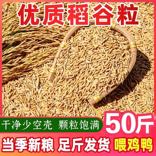 带壳稻谷谷子水稻圆稻子粮食杂粮大米喂鸡鸭鹅鸽子鸟仓鼠宠物饲料