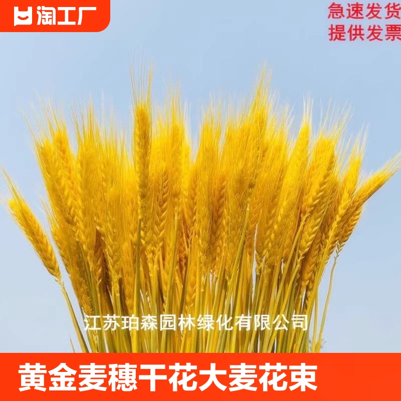 黄金麦穗干花大麦花束装饰客厅小麦送礼插花瓶仿真花摆件开业天然