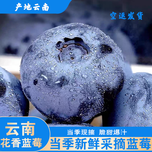 云南蓝莓鲜果当季花香