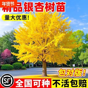 金叶银杏树苗白果活苗庭院别墅绿化苗木行道树银杏大树种植小苗