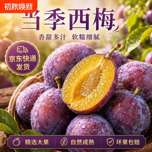 正宗新疆法兰西西梅大果