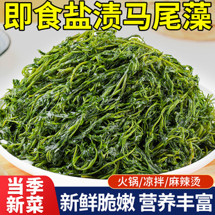 鞭炮笋海草盐渍马尾藻海藻长寿菜羊栖菜海带海菜火锅食材250g*4袋