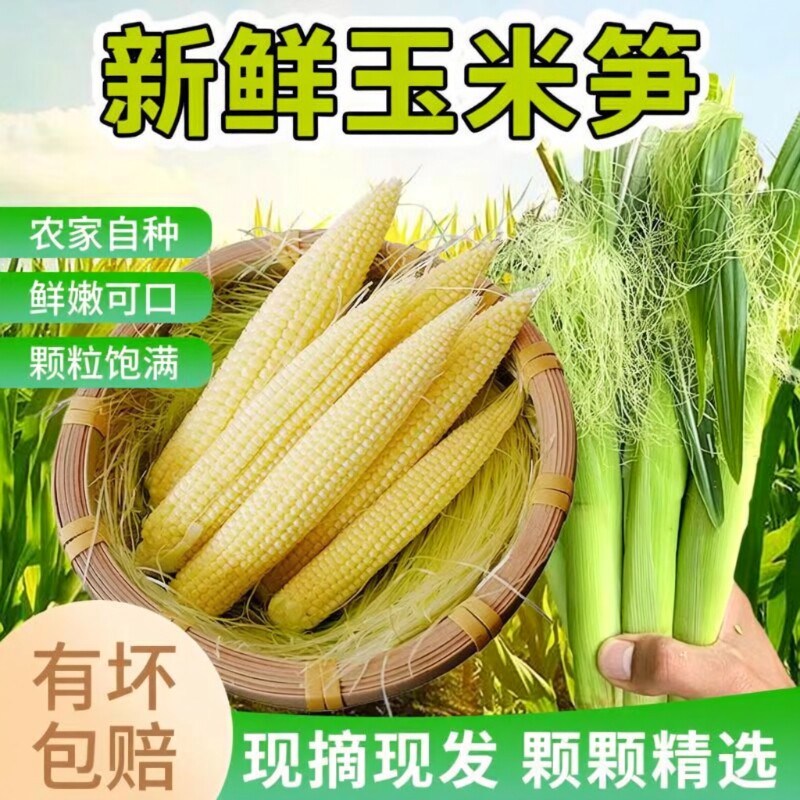 新鲜玉米笋蔬菜10斤水果甜玉米带皮小玉米芯玉米棒现摘食用鲜嫩