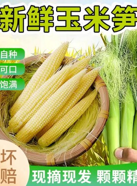 水果甜玉米小玉米芯玉玉米笋