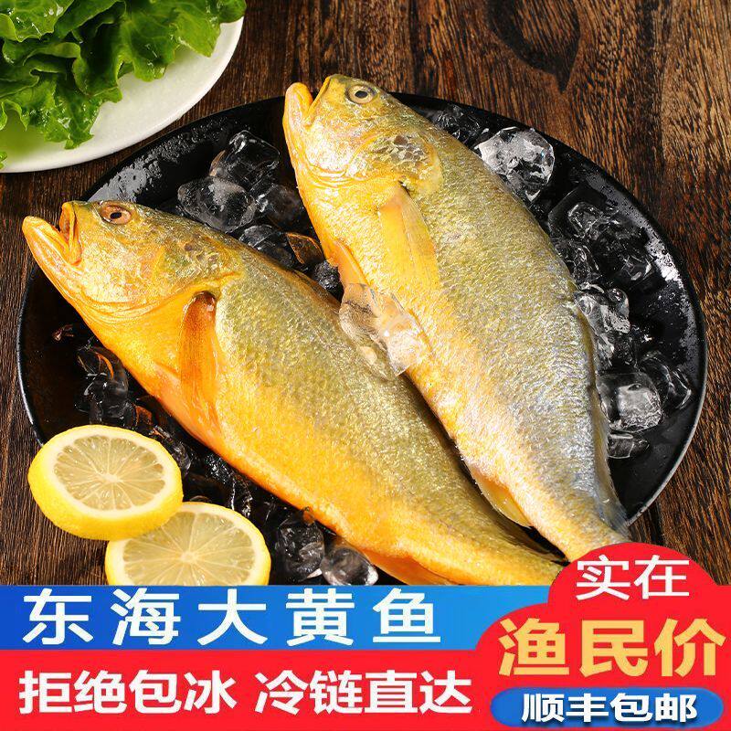 新鲜速冻大黄鱼黄鱼大黄花鱼福建海捕活鱼速冻锁鲜甄选精品
