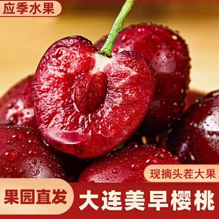 大连美早樱桃新鲜现摘应当季 国产孕妇车厘子 时令鲜果5斤礼盒装