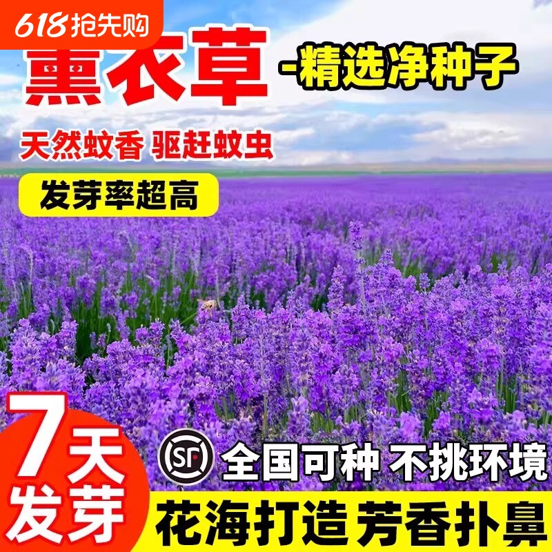 普罗旺斯薰衣草花籽四季驱蚊虫种子孑苗石竹庭院月见草阳台矢车菊