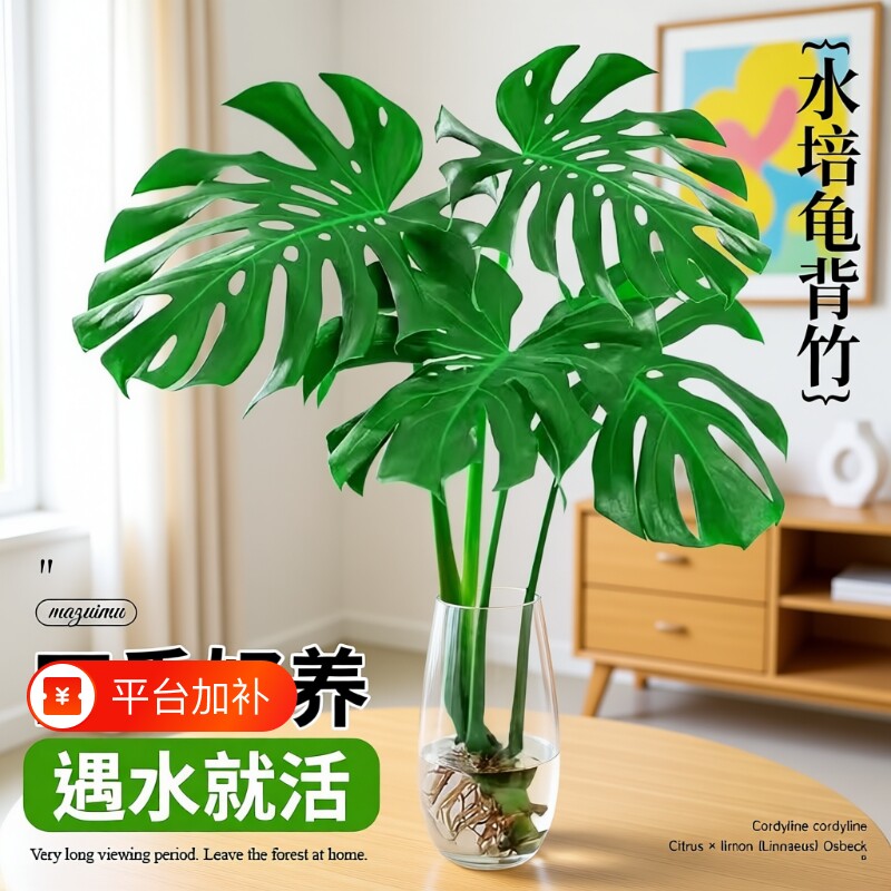 龟背竹水培老桩大叶桌面水养绿植物室内客厅大盆栽四季好养除甲醛