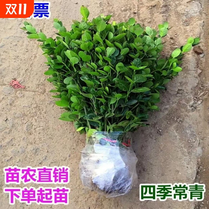 冬青耐寒绿化树苗|164人收藏