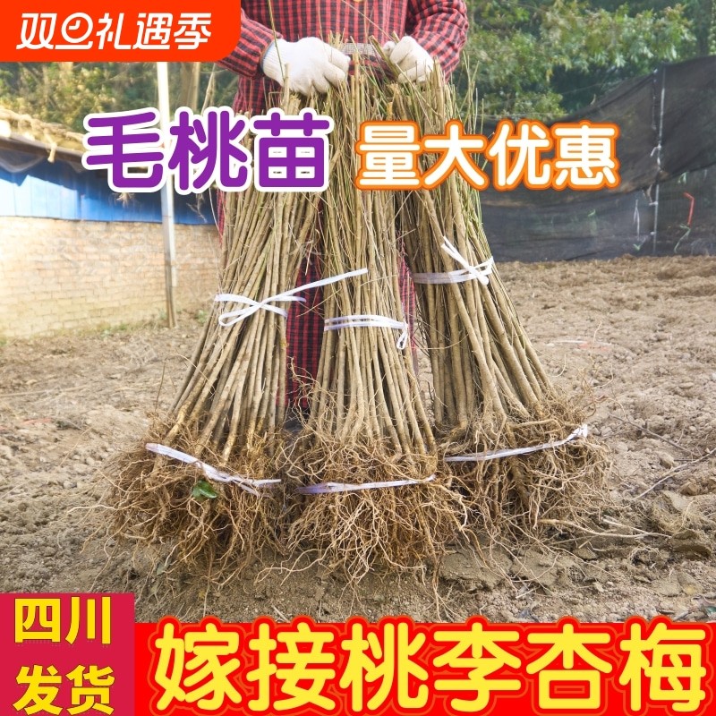 桃树砧木苗未嫁接桃树苗四川毛桃苗拆迁占地苗原生苗南北方种植苗