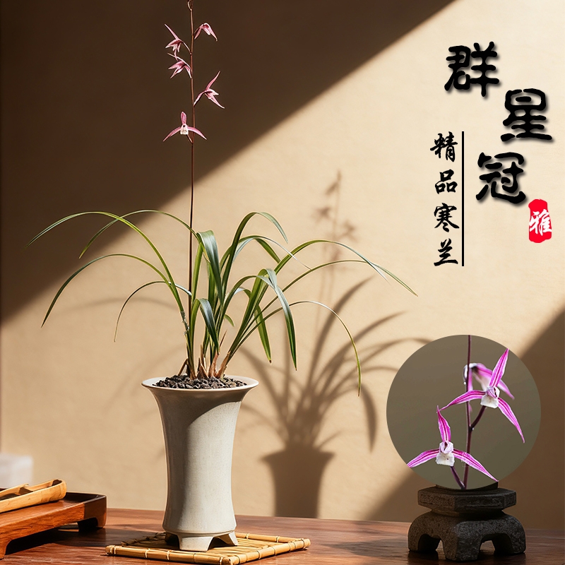 浙江寒兰细叶名贵兰花苗冬带花苞浓香室内客厅花卉绿植盆栽阳台