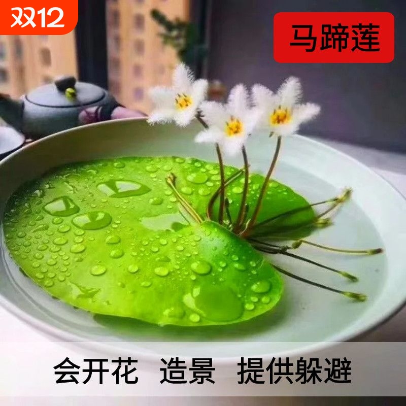 一叶莲浮萍水草植物鱼缸造景水培植物水芙蓉水葫芦和鱼共养古法
