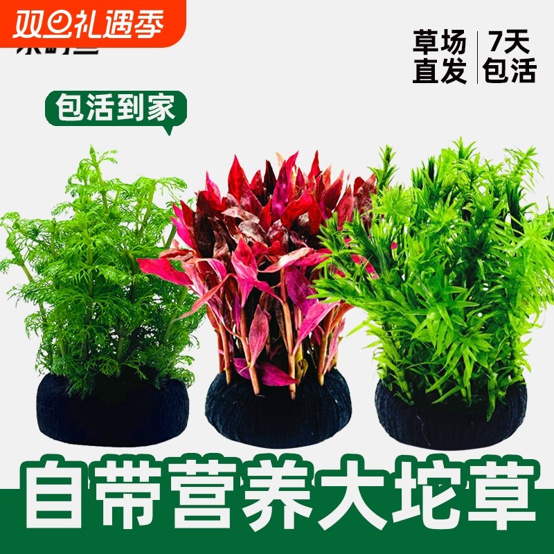水屿鱼水草植物大坨草鱼缸增氧阴性水培绿植新手懒人造景无需底砂
