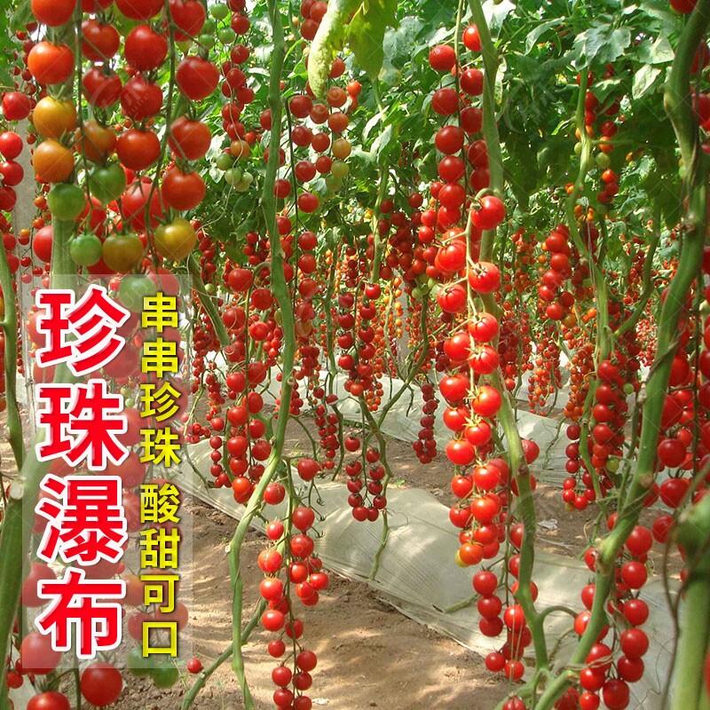 瀑布小番茄种子苗孑西红柿秧菜苗批发秧苗大全盆栽圣女果苗黑珍珠