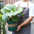 家用阳台塑料花盆树脂耐用加仑盆月季 清仓 玫瑰盆栽绿植专用盆特价