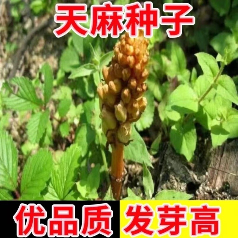 热销!高发芽率天麻种子秋冬种植高产蔬菜种子-JFE图片