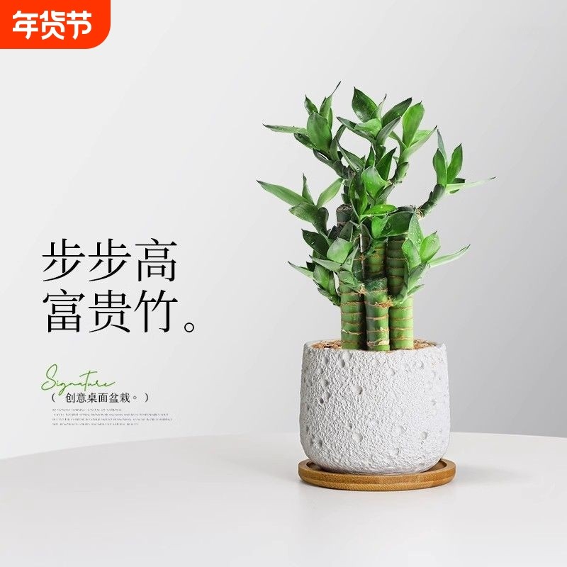 富贵竹步步高荷花竹文昌竹水养盆栽办公室内绿植客厅摆放,鲜花速递/花卉仿真/绿植园艺,绿植,淘宝优惠券,粉丝福利购,淘宝优惠卷