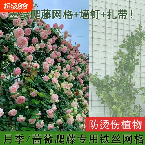 爬藤网植物攀爬网月季爬藤网