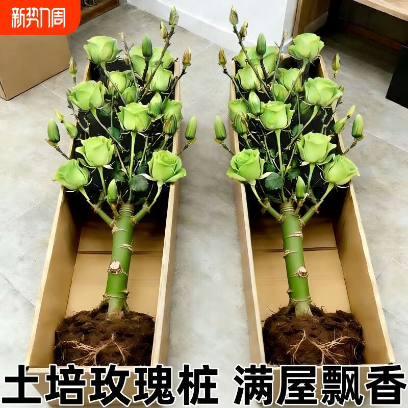 【土培玫瑰花】现挖现发老桩香水玫瑰四季开花盆栽玫瑰室内阳台