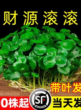 大叶铜钱草水培绿植物专用花盆栽金钱草室内外水好养种子造景盆景