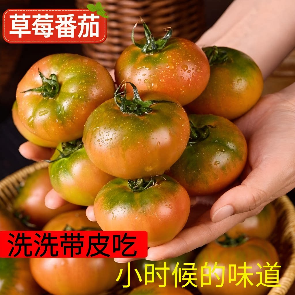 丹东草莓柿子番茄铁皮柿子绿腚新鲜生吃西红柿自然熟正宗东北顺丰