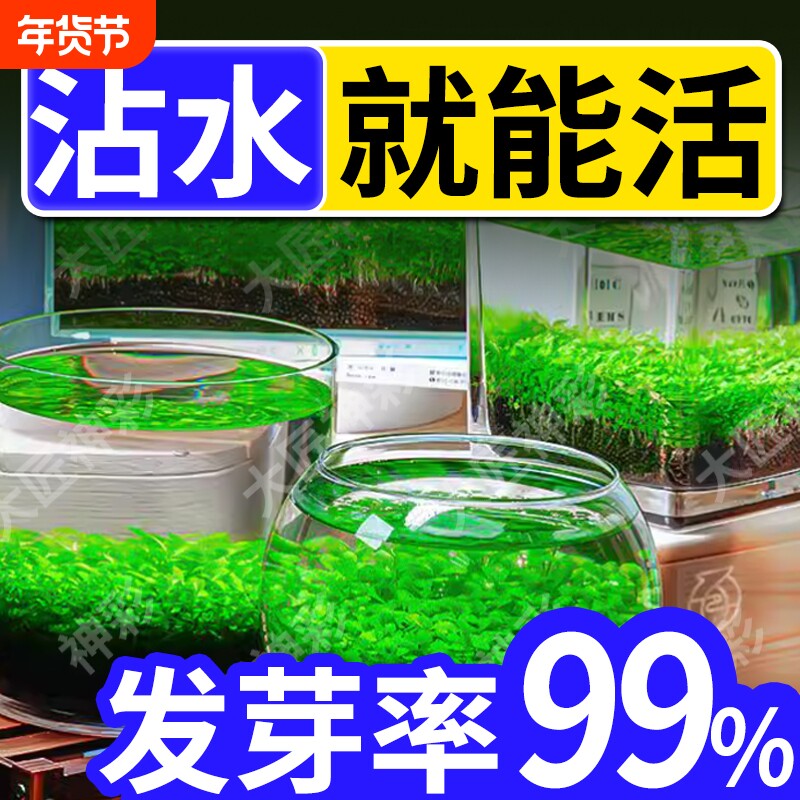 水草种子生态鱼缸玻璃瓶家用水草泥水培植物四季造景套餐新手易种