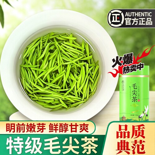 毛尖茶信阳绿茶春茶2026新茶明前嫩芽特级茶叶浓香型散装罐装500g