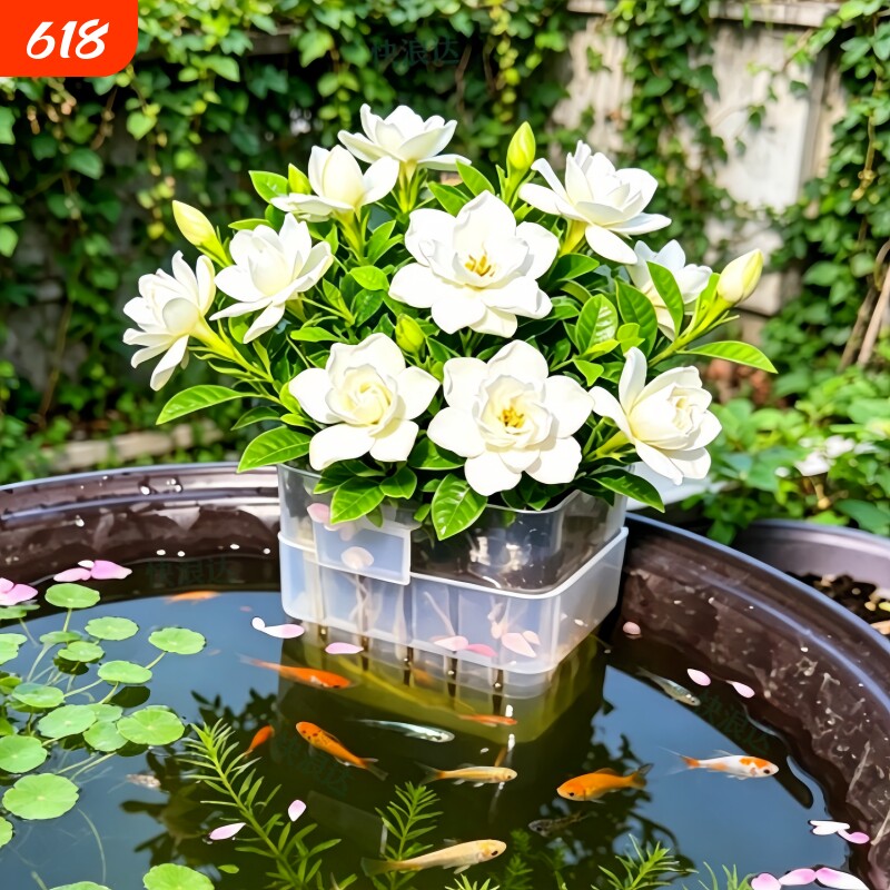 水培栀子花带花苞浓香型鱼缸水培植物室内外开花绿植阳台好养花卉