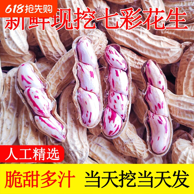 云南七彩花生带壳生熟七彩野地花生米黑花生种子普洱特产原味新货