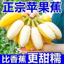 自然熟香蕉5斤9斤新鲜整箱粉芭蕉水果现摘软糯香甜 正宗苹果蕉应季