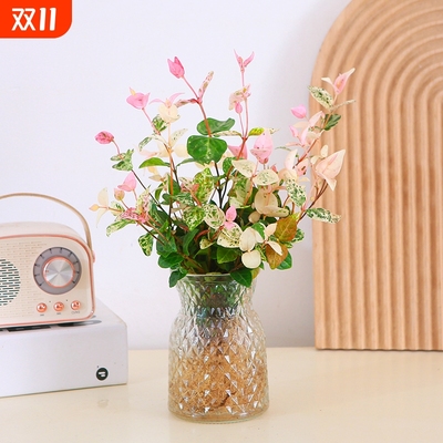 花叶络石水培彩叶植物办