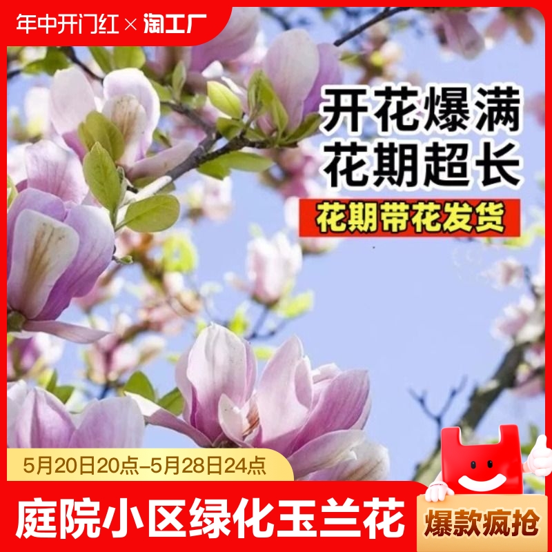 玉兰花苗庭院春季当年开花