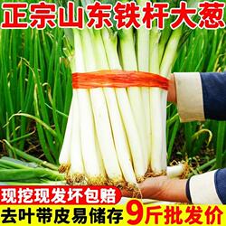 山东章丘大葱新鲜特级10斤正宗甜脆铁杆大葱特产蔬菜5斤香红葱头