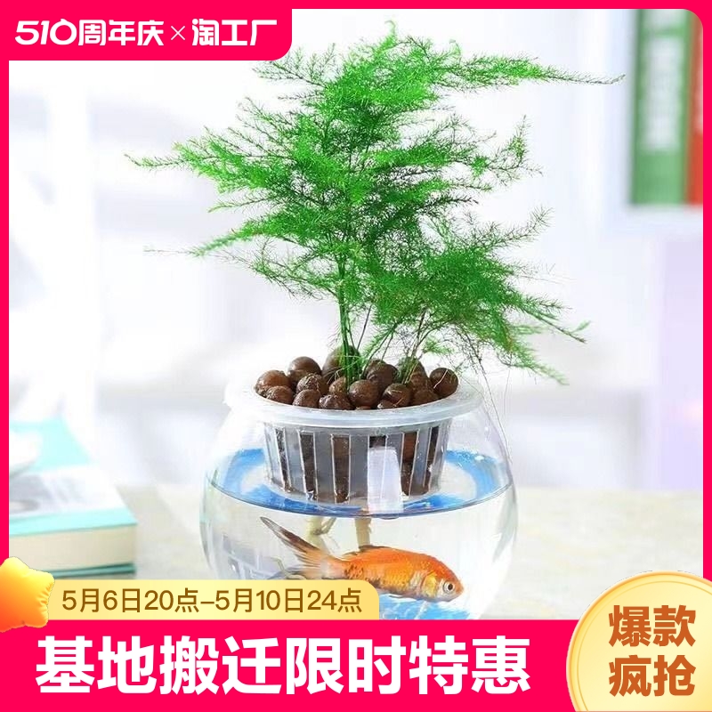 文竹四季常青盆栽植物云竹室内花卉盆景办公室桌面小绿植好养水培 鲜花速递/花卉仿真/绿植园艺 绿植 原图主图