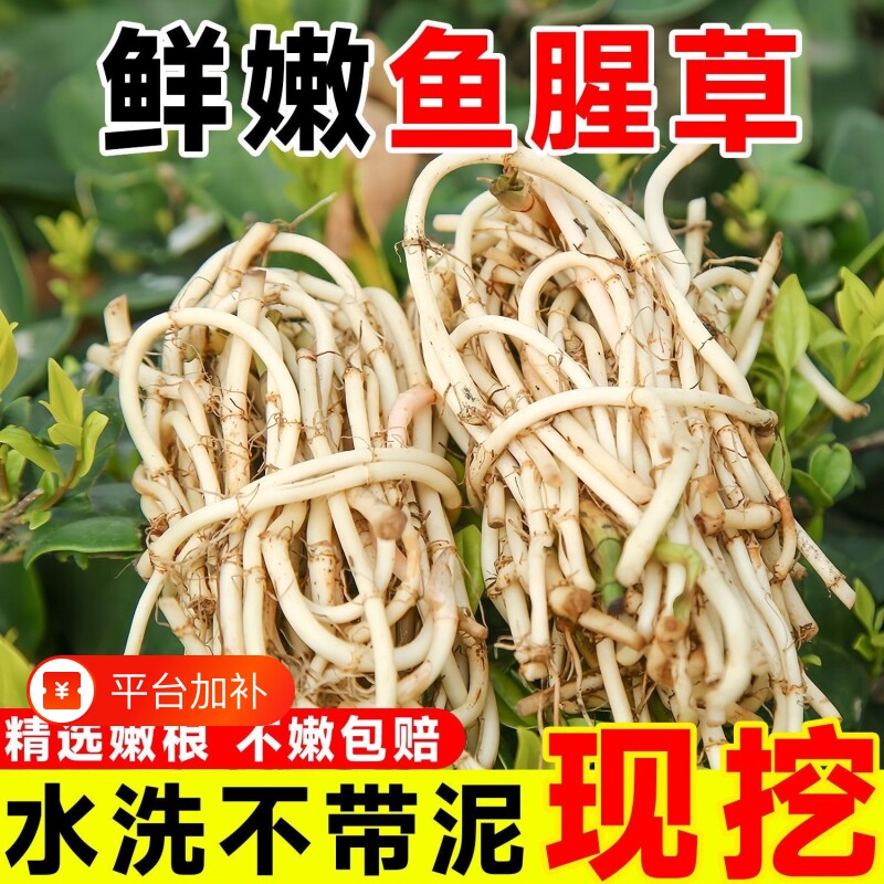 折耳根新鲜鱼腥草农家自种猪鼻孔当季野蔬菜嫩芽嫩根叶凉拌下饭菜