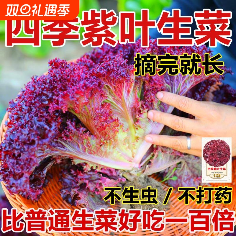 紫叶生菜种子蔬菜种子四季种意大利菜种子籽种紫奶油生菜种子一年