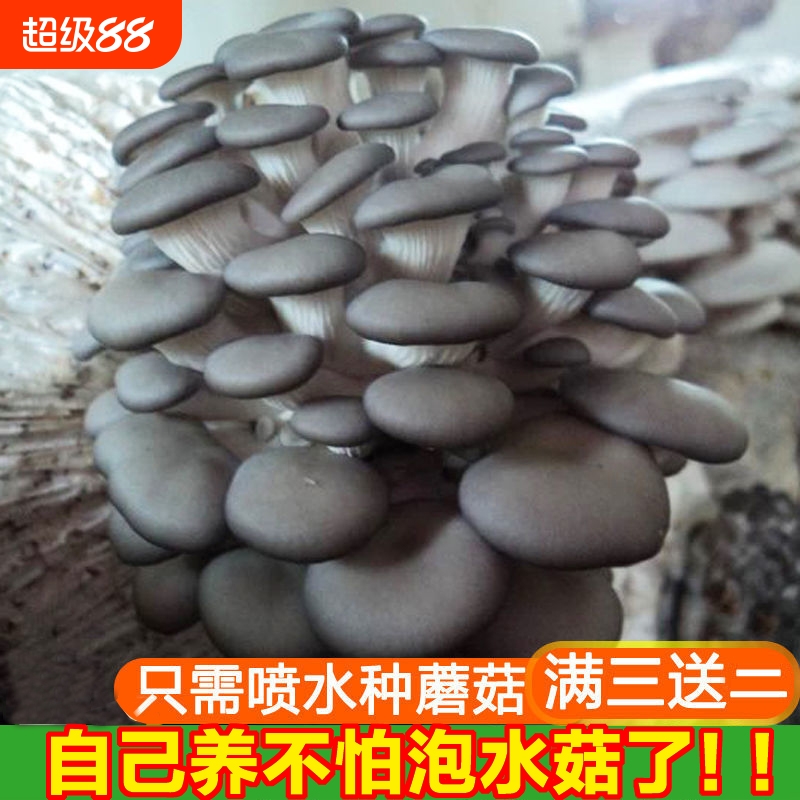 趣味益智菌种树木种植花菇栽培种平菇蘑菇家庭菌包菌种子新鲜喷水