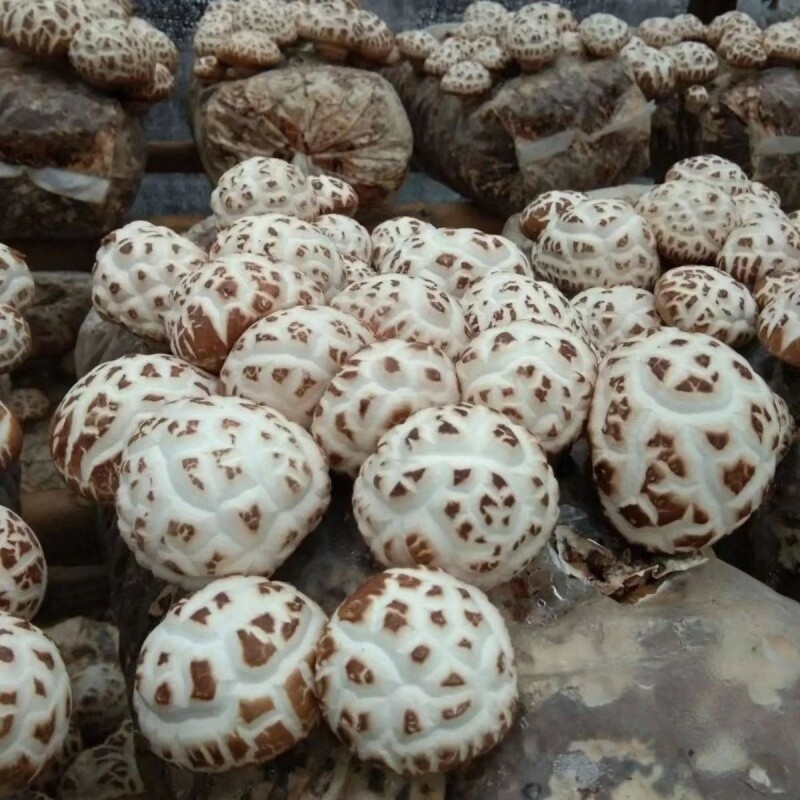 易发花菇菌种种植家种土壤菌种家庭室内蘑菇食用菌人工菌种室内外