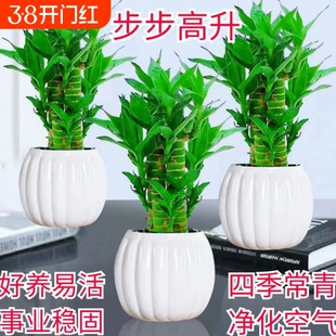 步步高升富贵竹盆栽室内水培植物净化空气四季常青客厅摆放招财竹