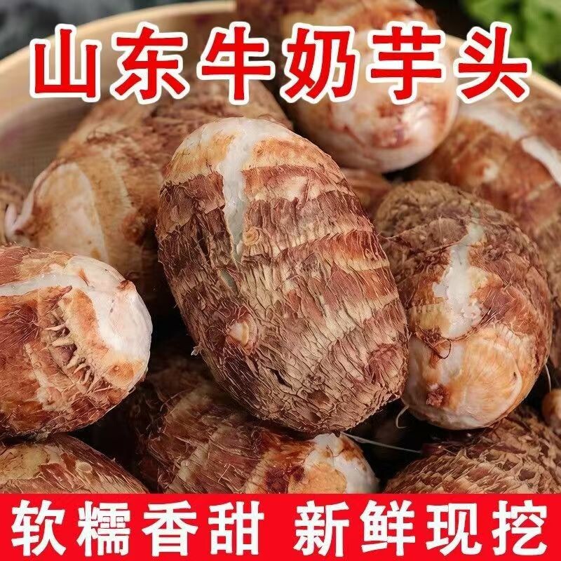 正宗山东沂蒙山牛奶小芋毛芋头新鲜芋头圆形中果大果沙土地芋艿