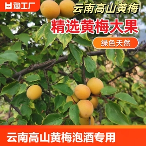 云南 高山黄梅泡酒梅露梅酱专用古树现摘新鲜水果5斤基地直发