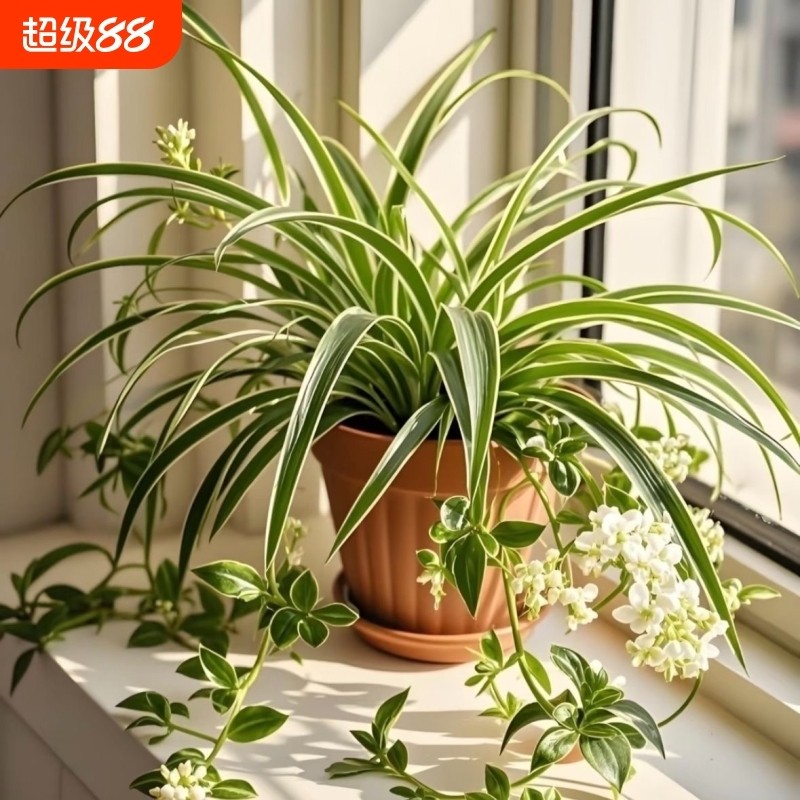 金边金心青叶吊兰盆栽四季办公室水培植物花卉客厅大盆阳台桌面