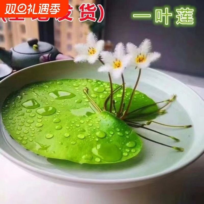 一叶莲水芙蓉水葫芦睡莲净水真水草浮萍植物鱼缸造景冒泡水培造景