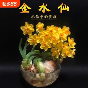 【金水仙—水仙中的贵族】新款金水仙花冬季水仙花水培金色水仙花
