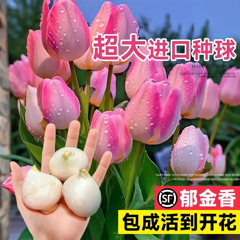 进口郁金香种球水培植物室内种子盆栽花苗水仙百合花卉适合阳台