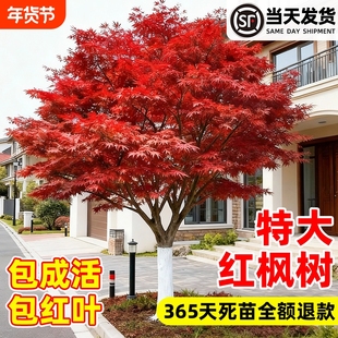 正宗红枫树苗庭院别墅植物日本红舞姬老桩盆景室外四季绿化盆栽