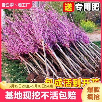 紫荆花树苗南北方庭院四季开花